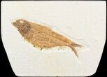 Bargain Knightia Fossil Fish - Wyoming #48175-1